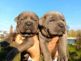dev cane corso yavrular
