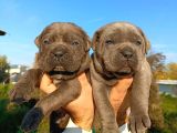 Dev Cane Corso Yavrular