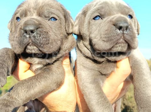 Dev Cane Corso Yavrular görsel