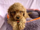 Sevimli Toy Poodle Yavrular