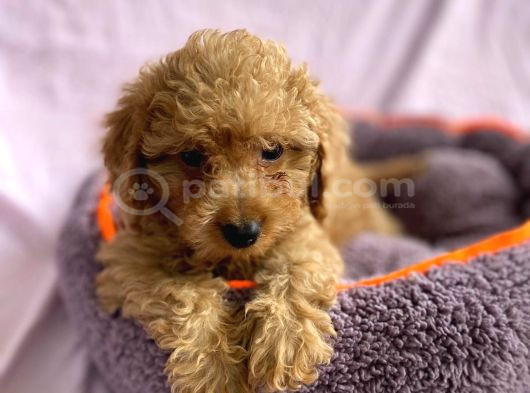 Sevimli Toy Poodle Yavrular görsel