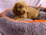 Sevimli Toy Poodle Yavrular