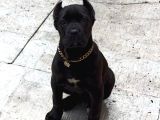 Cane Corso Esteti̇kli̇ Yavrularim