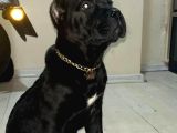 Cane Corso Esteti̇kli̇ Yavrularim