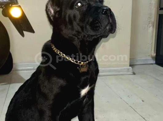 Cane Corso Esteti̇kli̇ Yavrularim görsel