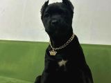 Cane Corso Esteti̇kli̇ Yavrularim