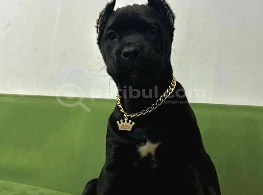 Cane Corso Esteti̇kli̇ Yavrularim görsel