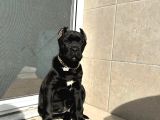 Cane Corso Esteti̇kli̇ Yavrularim