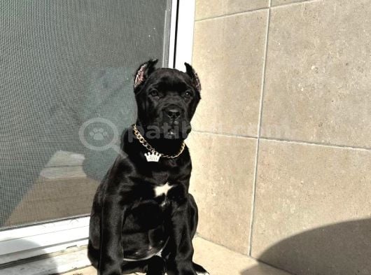 Cane Corso Esteti̇kli̇ Yavrularim görsel