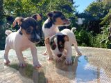 Kısa kuyruk Kısa bacak jack russel terrier