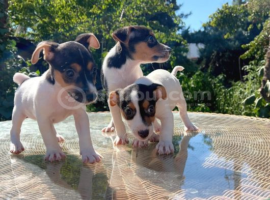 Kısa Kuyruk Kısa Bacak Jack Russel Terrier