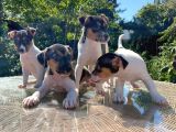 Kısa Kuyruk Kısa Bacak Jack Russel Terrier