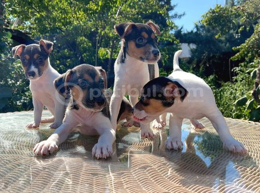 Kısa Kuyruk Kısa Bacak Jack Russel Terrier görsel