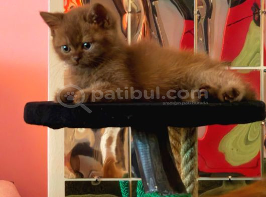 Nadir Bulunan Cinnamon British Shorthair