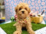 Sevgi Dolu Yuvalar Için Hazır Maltipoo Yavrular 