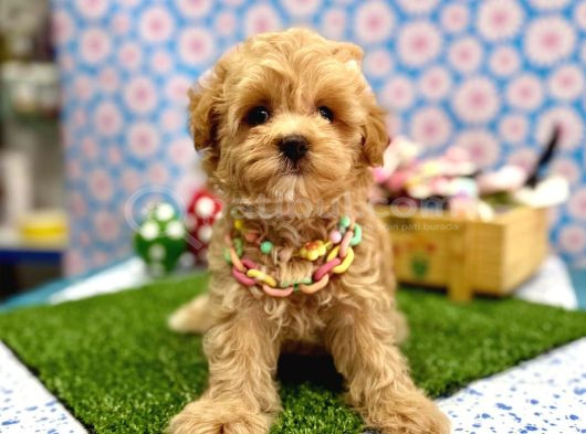 Sevgi Dolu Yuvalar Için Hazır Maltipoo Yavrular  görsel