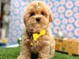 Tatlılığıyla Kalbinizi Çalacak Maltipoo Bebekler
