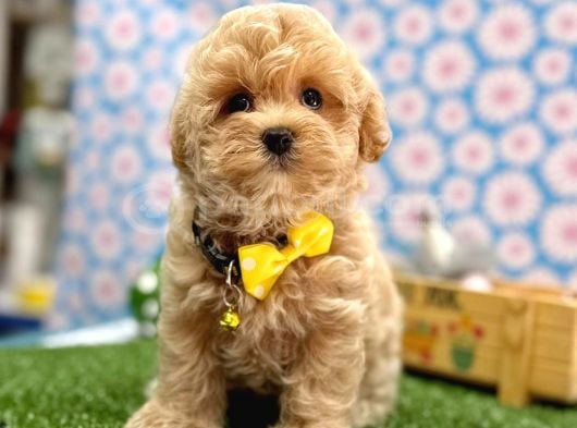 Tatlılığıyla Kalbinizi Çalacak Maltipoo Bebekler