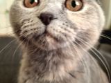 Scottish fold dişi kedi