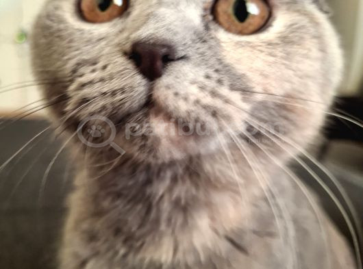 Scottish Fold Dişi Kedi
