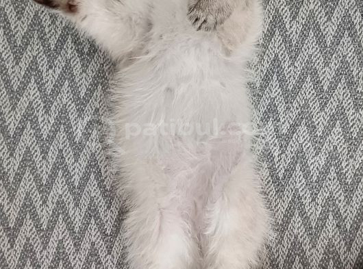 Güzeller Güzeli Dişi British Shorthair görsel