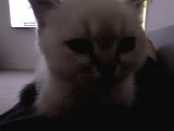 Güzeller Güzeli Dişi British Shorthair