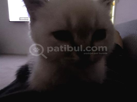 Güzeller Güzeli Dişi British Shorthair görsel