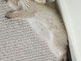 Güzeller Güzeli Dişi British Shorthair