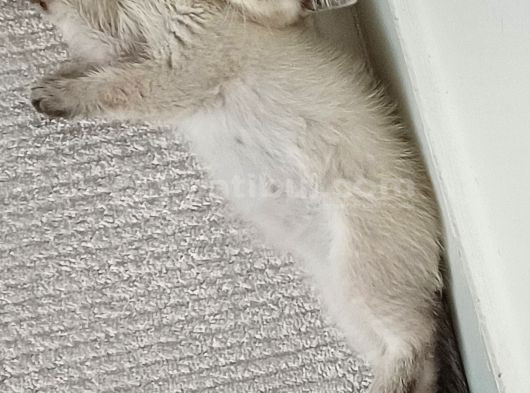Güzeller Güzeli Dişi British Shorthair görsel