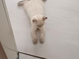 Güzeller Güzeli Dişi British Shorthair