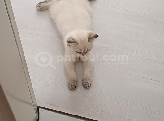 Güzeller Güzeli Dişi British Shorthair görsel