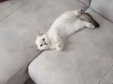 Güzeller güzeli dişi british shorthair