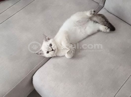 Güzeller Güzeli Dişi British Shorthair