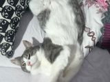 Sevgi Dolu Oyuncu Kedi  Bakırköy  Acil Yuva Aranıyor