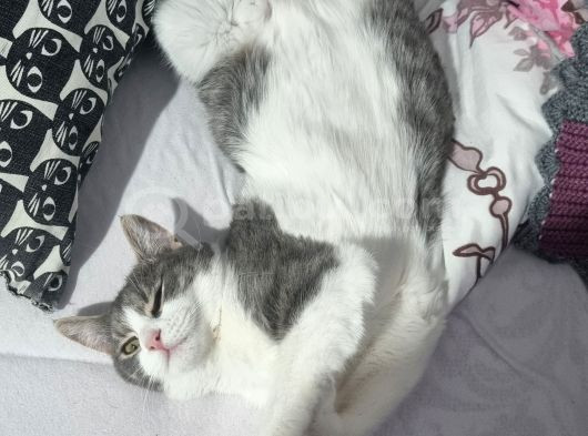 Sevgi Dolu Oyuncu Kedi  Bakırköy  Acil Yuva Aranıyor görsel