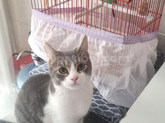 Sevgi Dolu Oyuncu Kedi  Bakırköy  Acil Yuva Aranıyor görsel