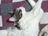 Sevgi Dolu Oyuncu Kedi  Bakırköy  Acil Yuva Aranıyor