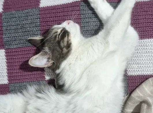 Sevgi Dolu Oyuncu Kedi  Bakırköy  Acil Yuva Aranıyor