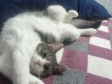 Sevgi Dolu Oyuncu Kedi  Bakırköy  Acil Yuva Aranıyor