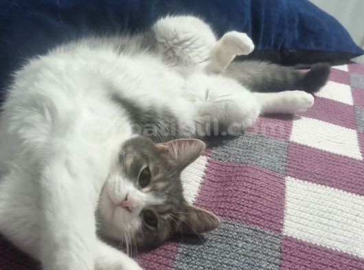 Sevgi Dolu Oyuncu Kedi  Bakırköy  Acil Yuva Aranıyor görsel