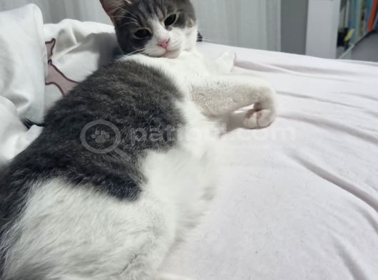 Sevgi Dolu Oyuncu Kedi  Bakırköy  Acil Yuva Aranıyor görsel