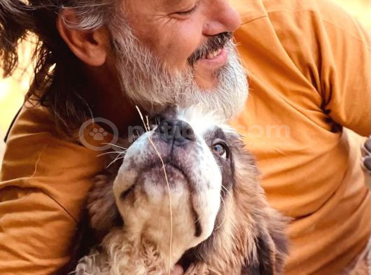 Bethowen  St Bernard Yavrular görsel