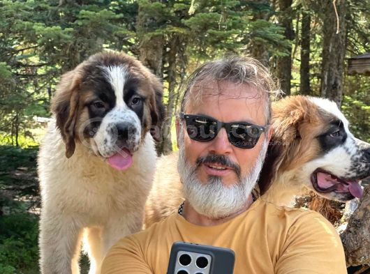 Bethowen  St Bernard Yavrular görsel