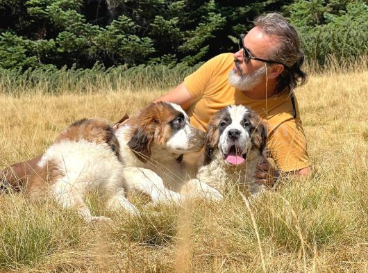Bethowen  St Bernard Yavrular görsel