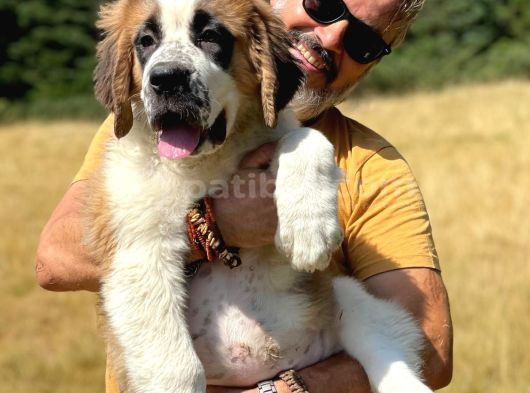 Bethowen  St Bernard Yavrular görsel
