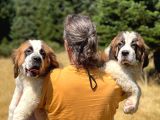 Bethowen  St Bernard Yavrular