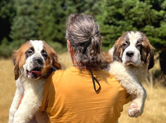 Bethowen  St Bernard Yavrular görsel