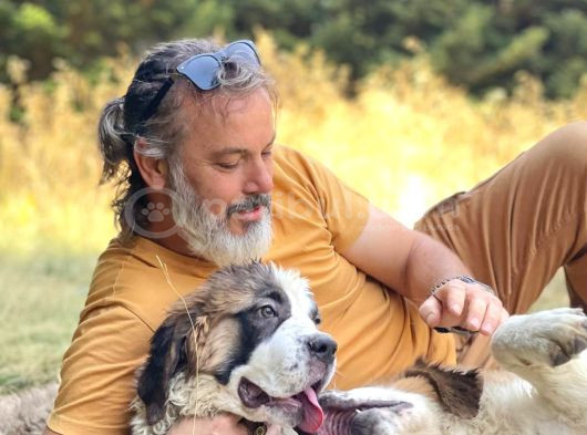 Bethowen  St Bernard Yavrular görsel