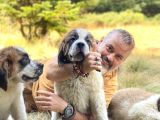 Bethowen  St Bernard Yavrular