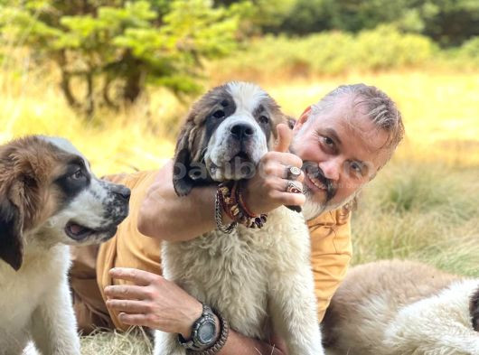 Bethowen  St Bernard Yavrular görsel